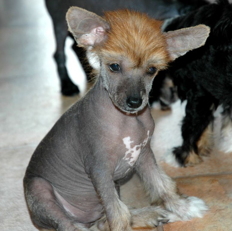 Goliathus Atrrox Mirabilis Gemma