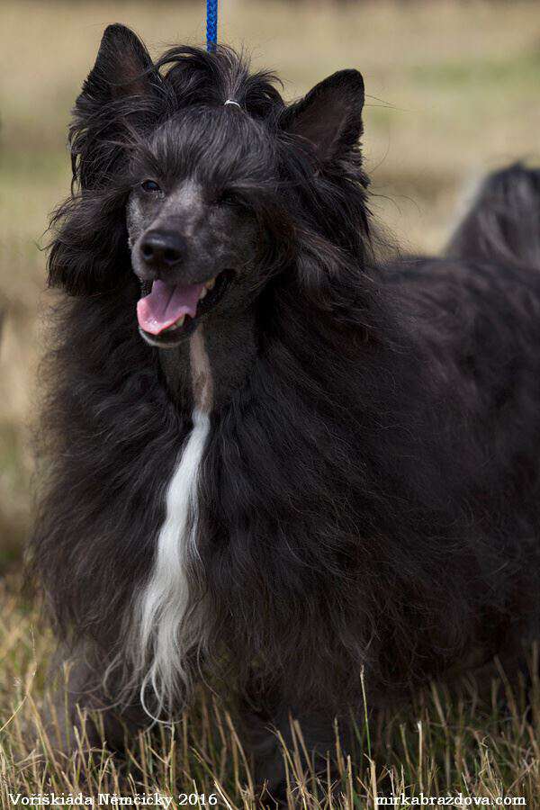 Haagen daz Eddrick Mirabilis Gemma