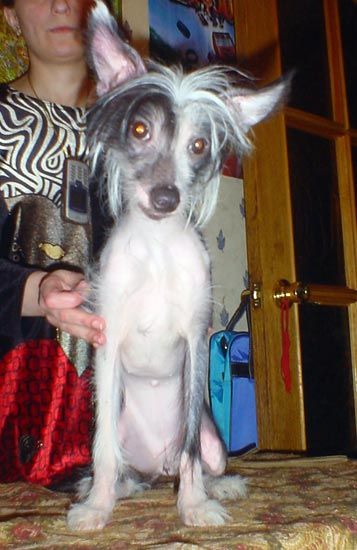 Polly Princessa Pekina