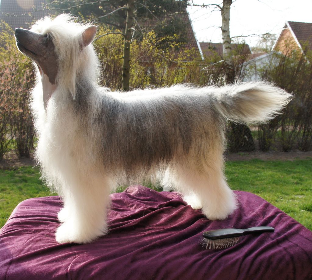 Mewtwo's Angelina Yin Yang