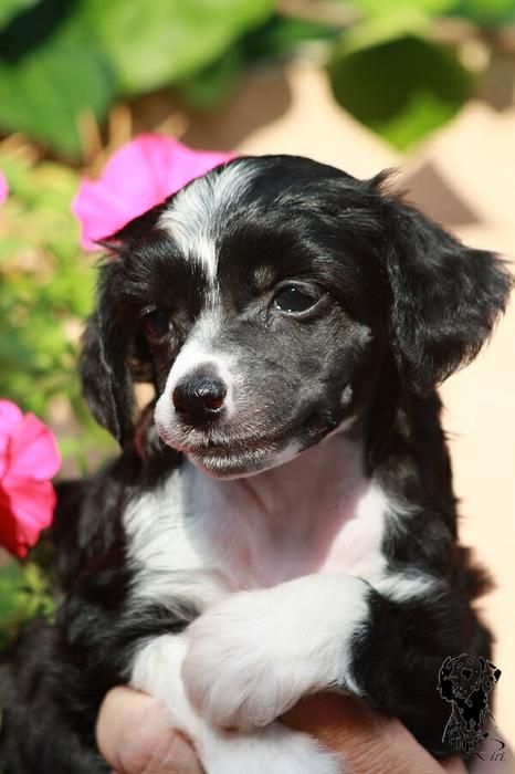 Casanova Rodinna pouta