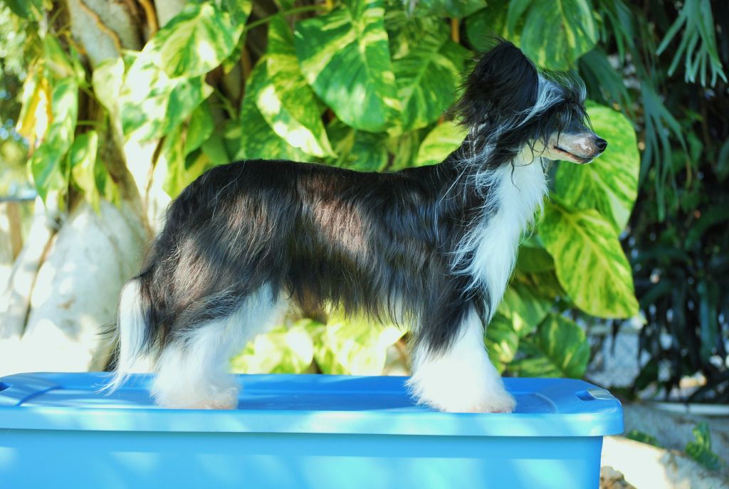 DAZLNS Shomar Showgirl Cabana