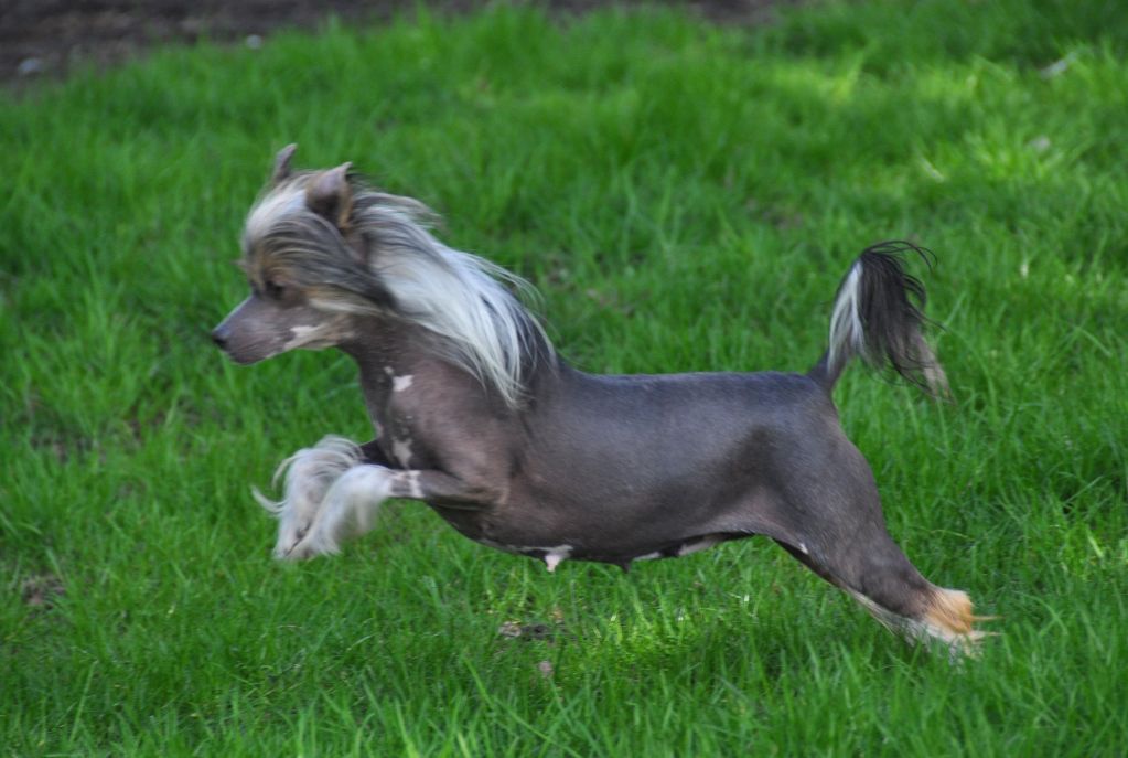 Jolie Môme Little Champs