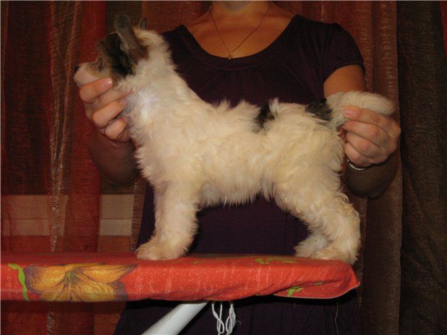 Apriori Vip Vanity River 