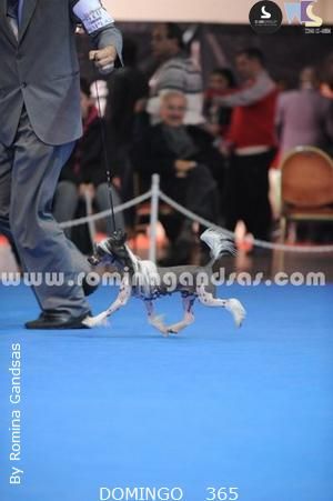 Argentina FalaZairroo