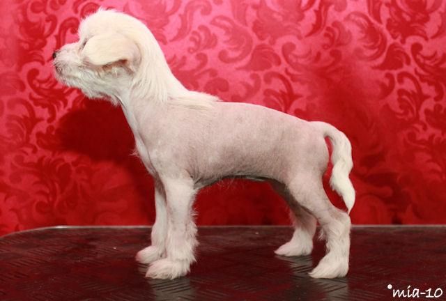 Starglow's Fool In Love      