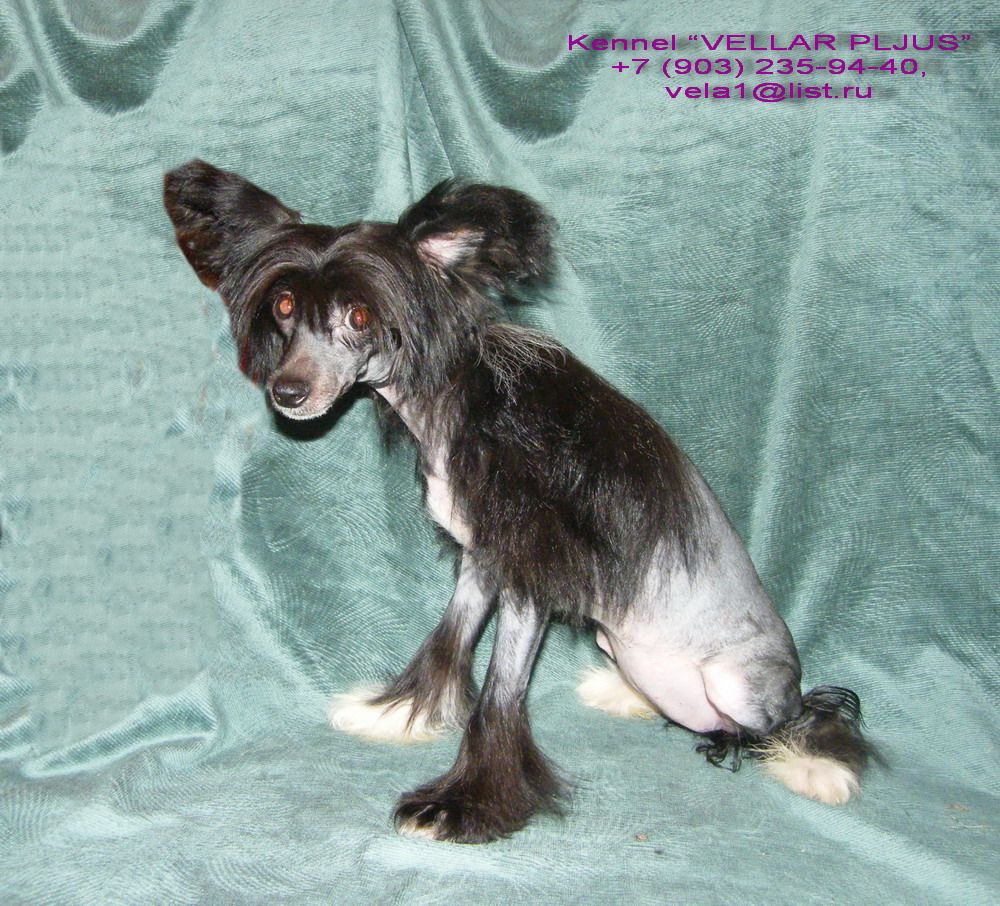 Vellar Pljus Chernookaya Printsessa