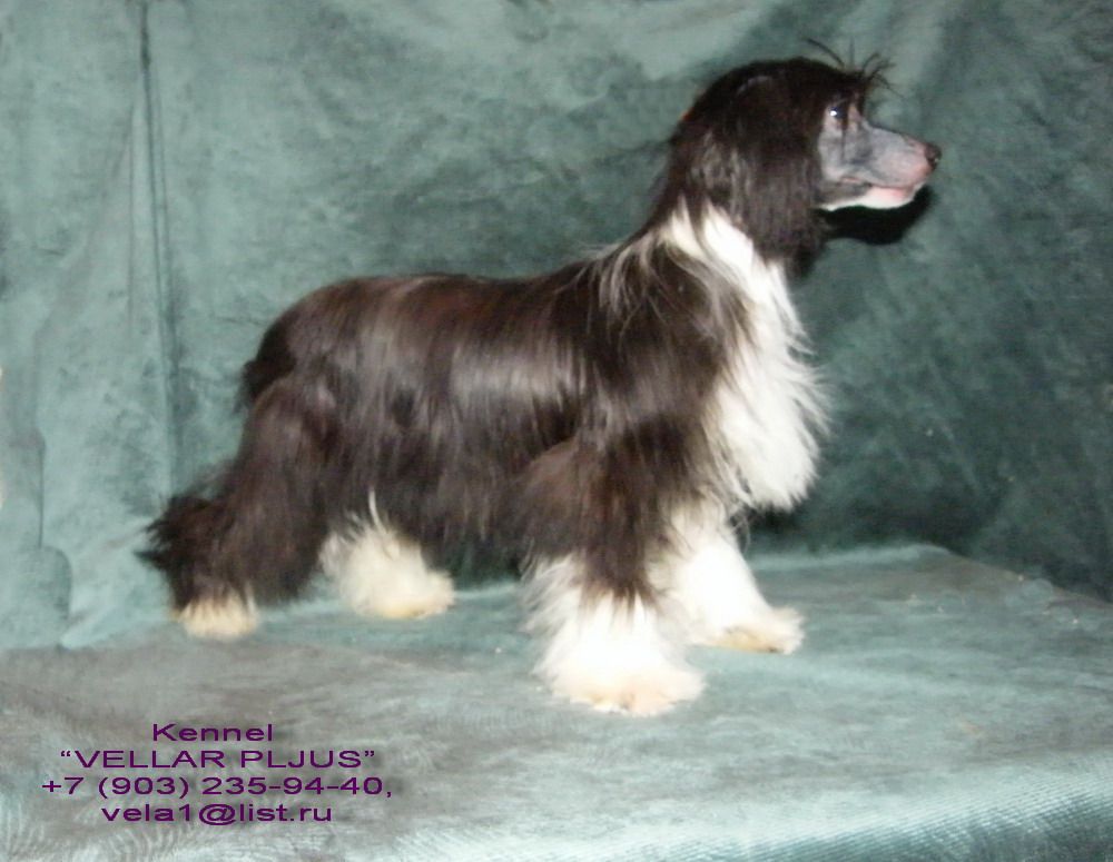 Vellar Pljus Cherniy Cristal Mechty