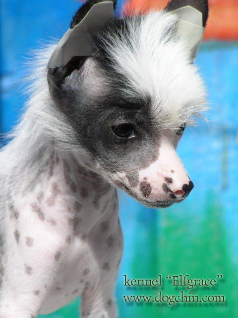 Elfgrace Fin Flash Vitaj