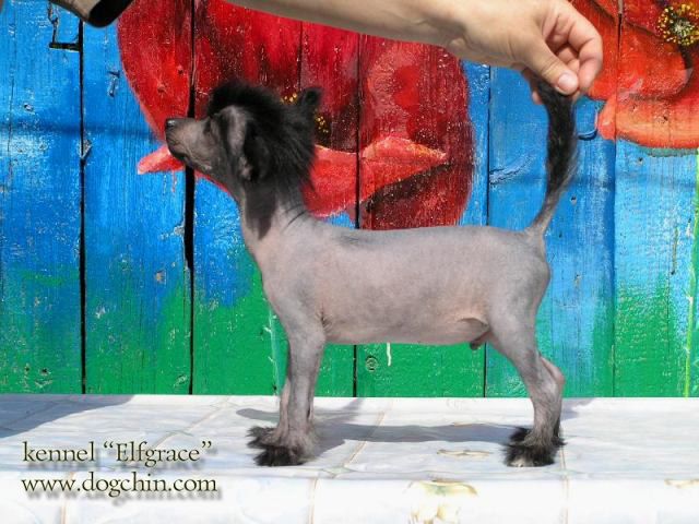 Elfgrace Flagolet Laimari