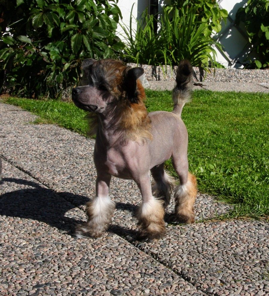 Fluffysteps Can U Feel The Force