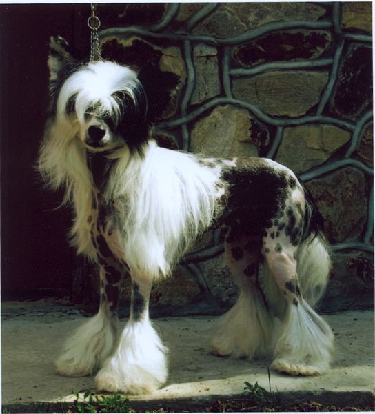 Lyustalver"s Evro Super Zhigan