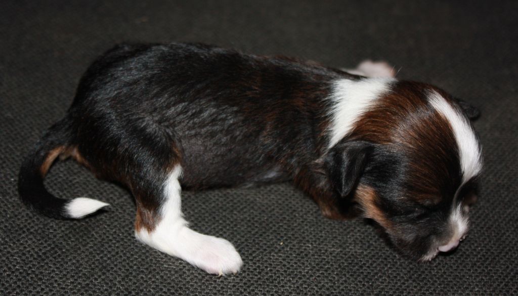 Anhen De Shapetazh Duard