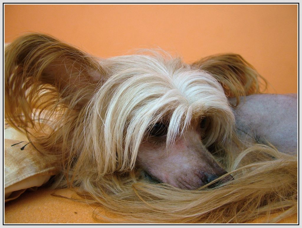 Ervín Cechovo kvitko