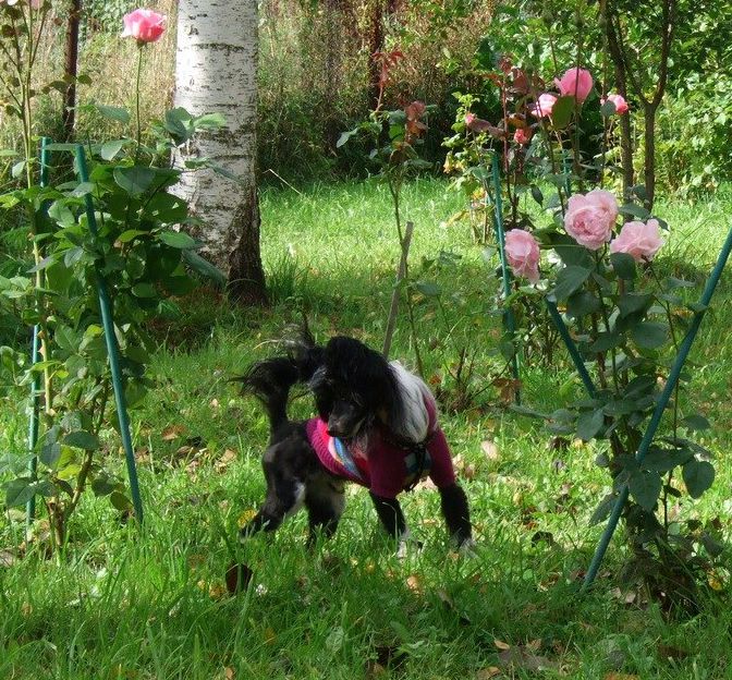 Volshebnaja Loshadka Umka