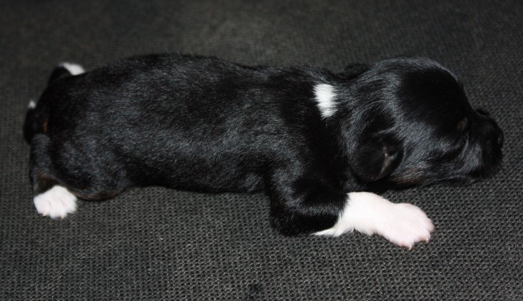 Adin-Snap Kiss The Flame