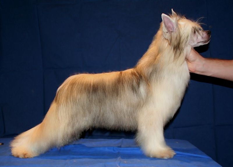 Shadow White Bumblebee