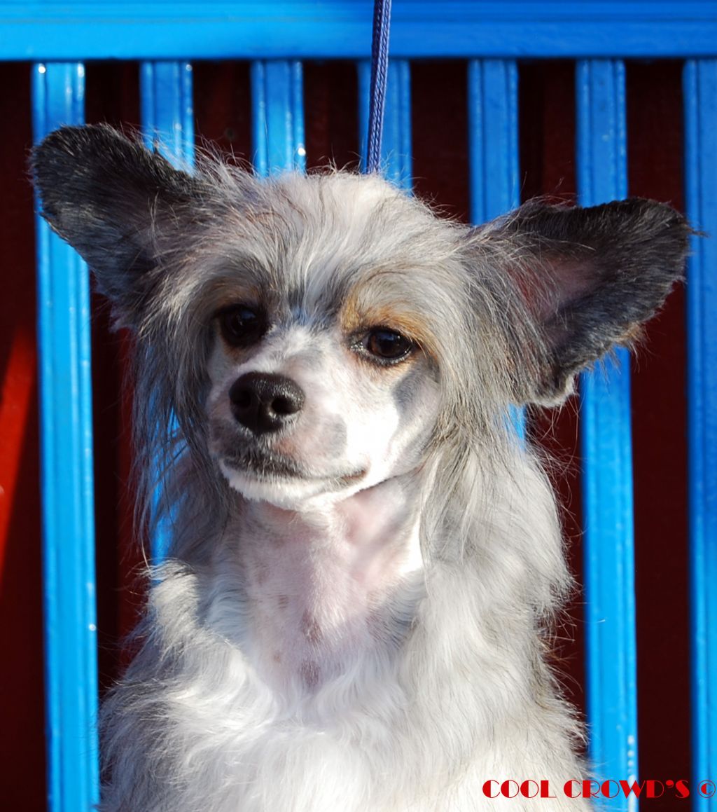 Cool Crowd's Just Linda Lovelace