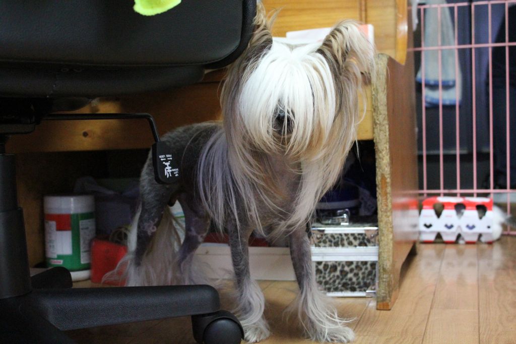 Rino Anne JP Valuable Friend Punchi