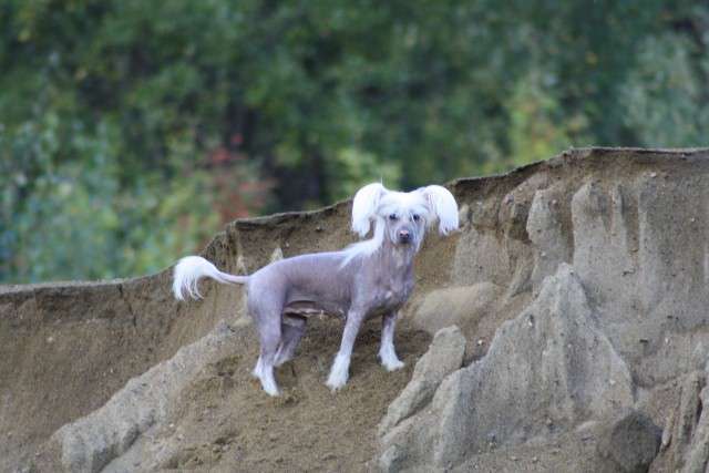 Jade Garden Nightwish