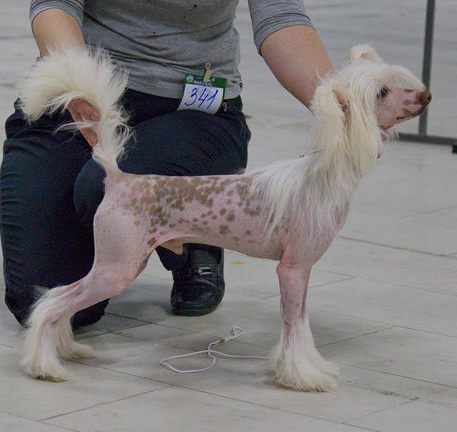 Vernisazh Mari Cvet Mechti