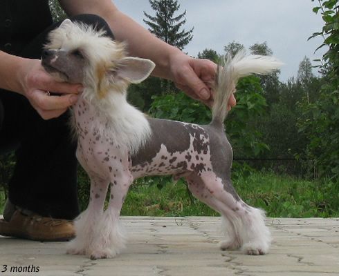 Vernisazh Mari Frodo