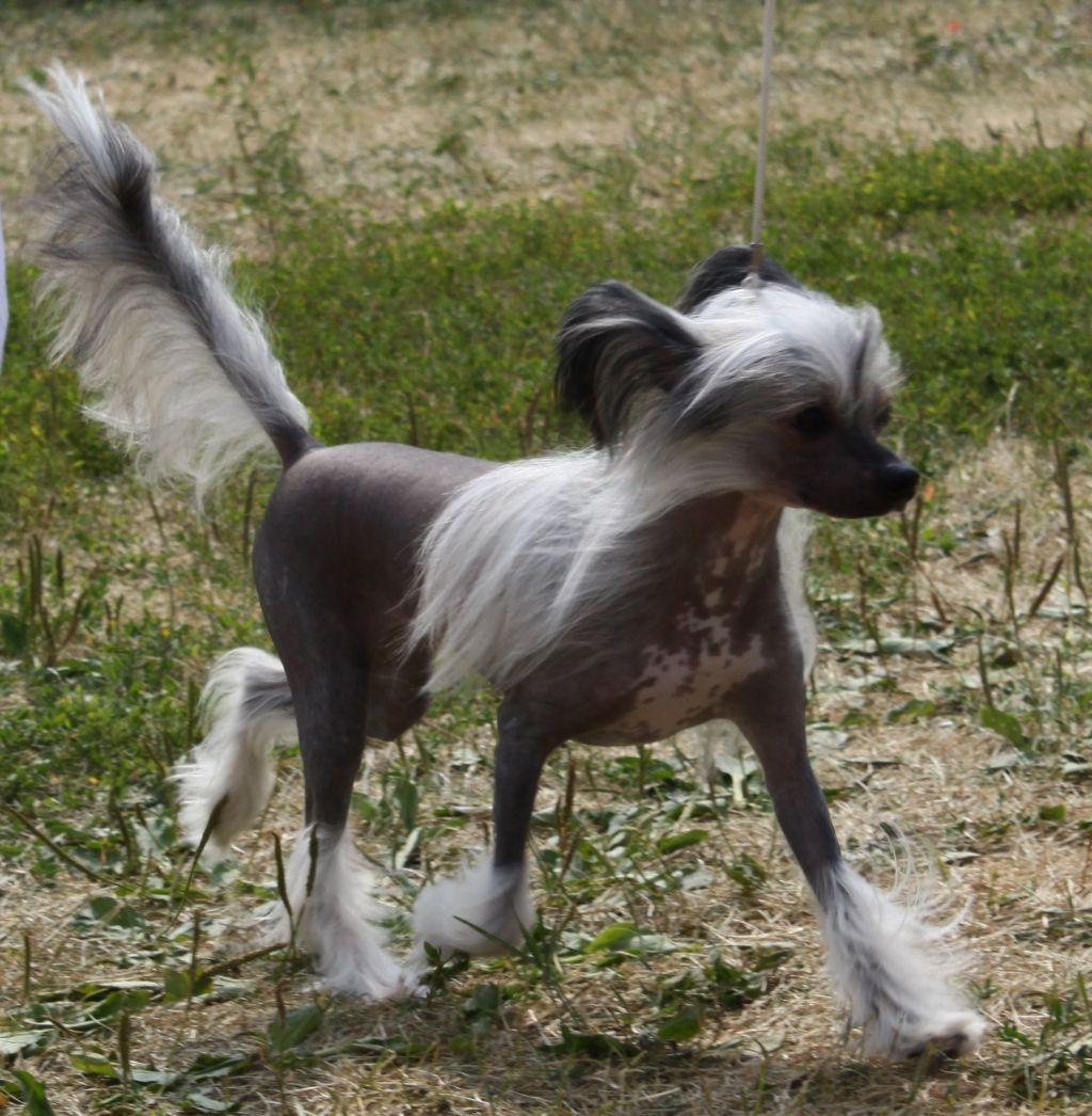 Fantastik Kashmir Ideya Fiks