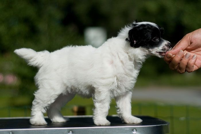 Crestiny's Backyard Baby