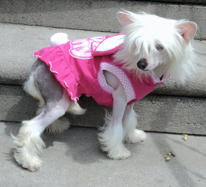 RCrested Enchanted Story Book