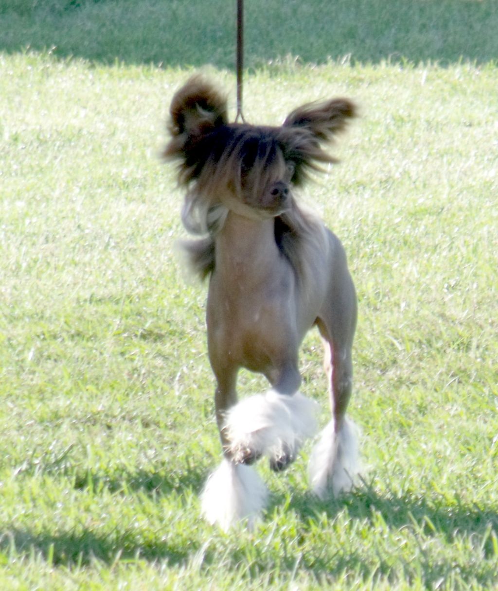 Willie Wonka of Pughbear