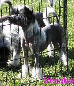 Veruka Salt of Pughbear