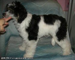 Dzhipsi Iz Domika Azalii