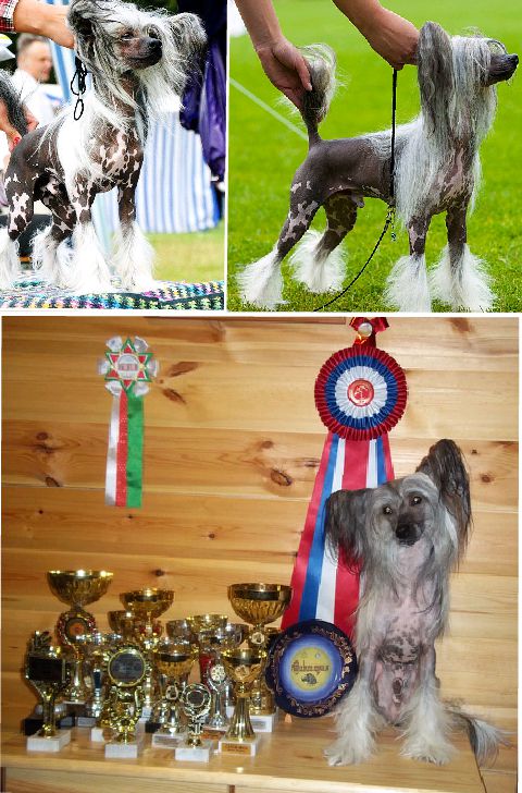 Grand Sunlife Alpenlibe