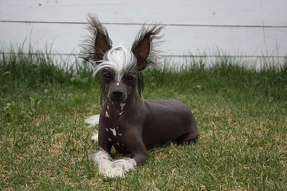 Local Hero's Always A Don Juan