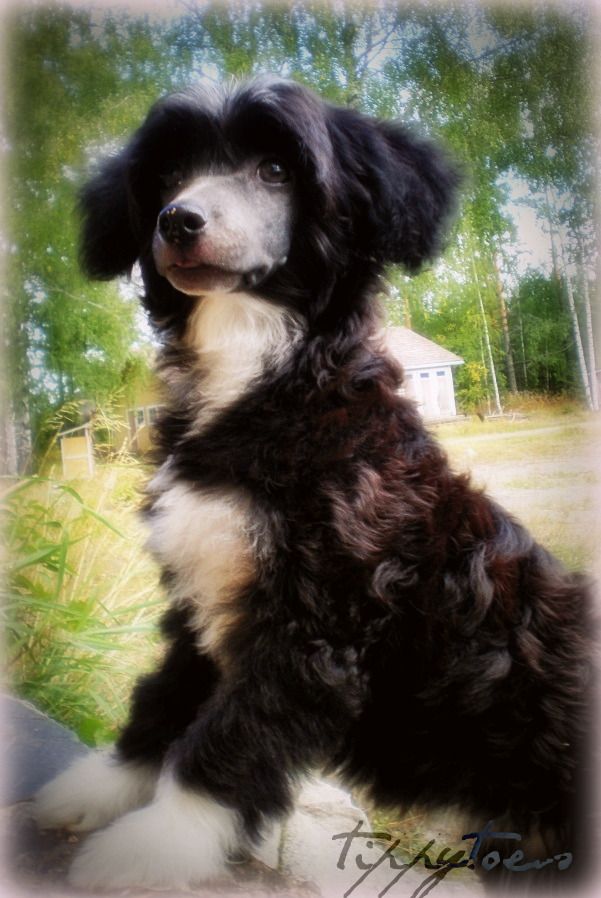 Tippytoes Miss B Haven