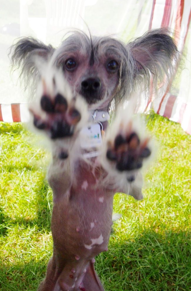 Selfcresteem's Nobodys Wife