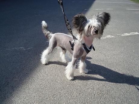 Abbaboos Prince Nalu