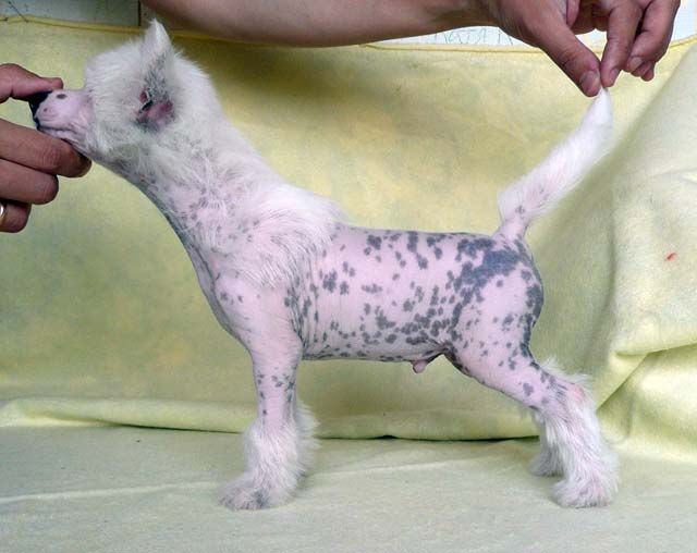 Zador Istochnik Radosti