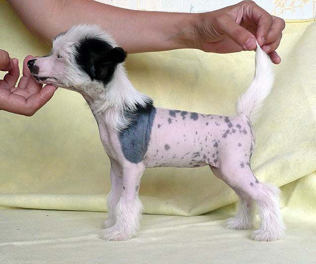 Zefirinka v Shokolade