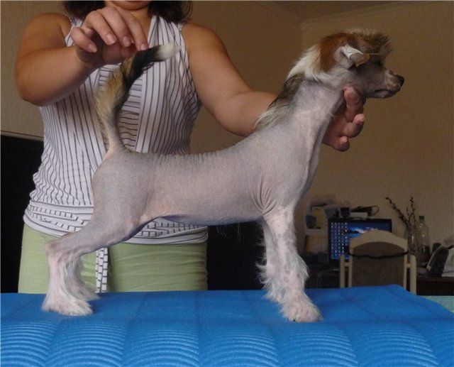 Moya Prelest ot Volnogo Psa