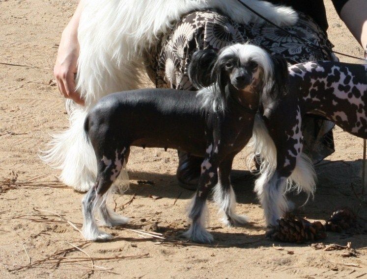 caline du pays gabaye