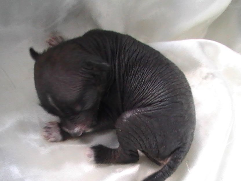 Blue bird paradise J-coffee