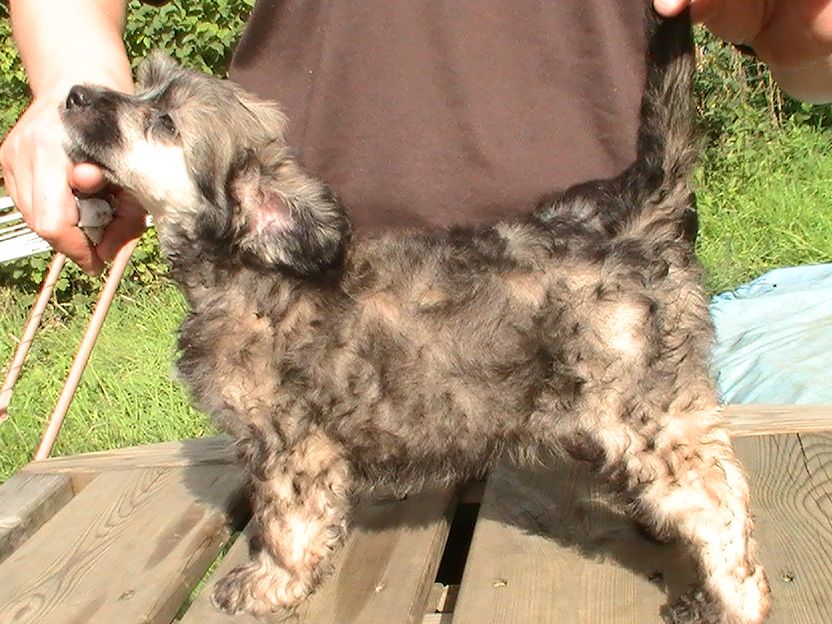 Blue bird paradise Jaz-up