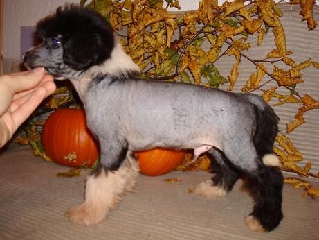 Abbaboos Prince Antonio