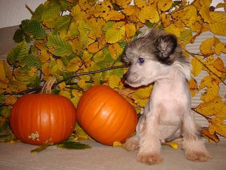 Abbaboos Prince Carlos