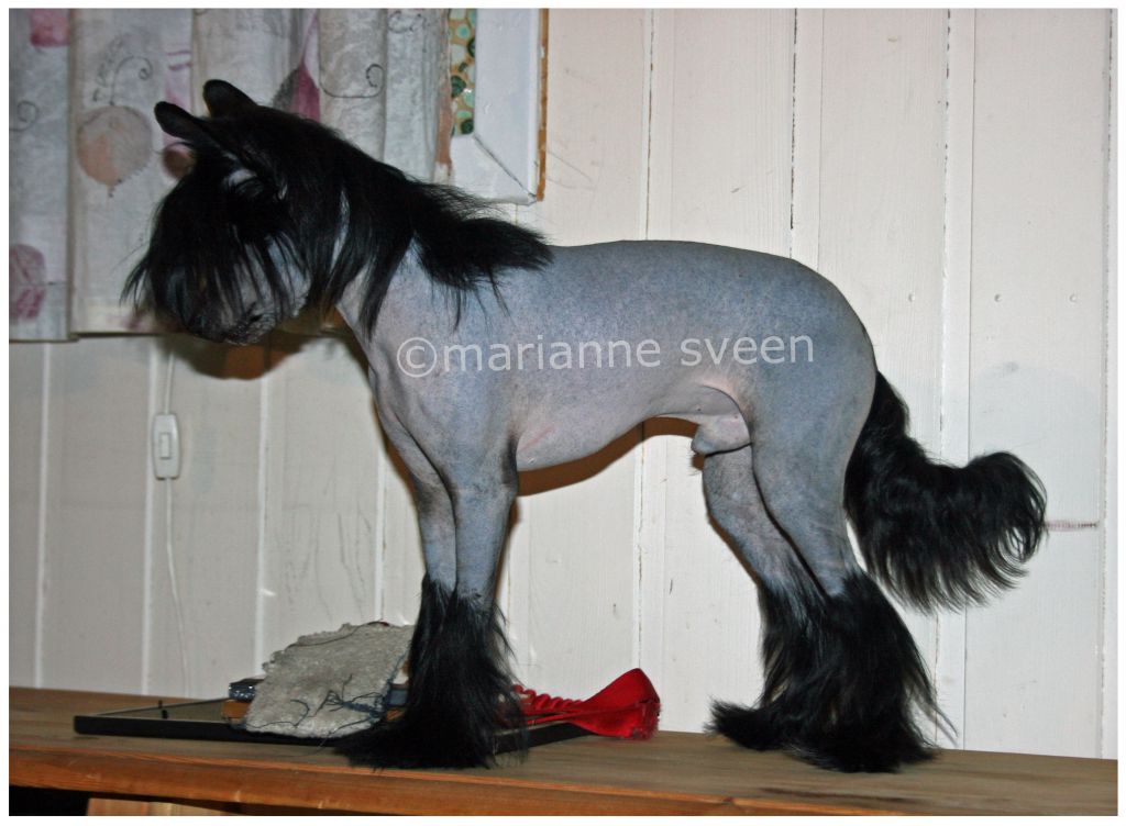 Heavenly Hearts Absolutly Adonis