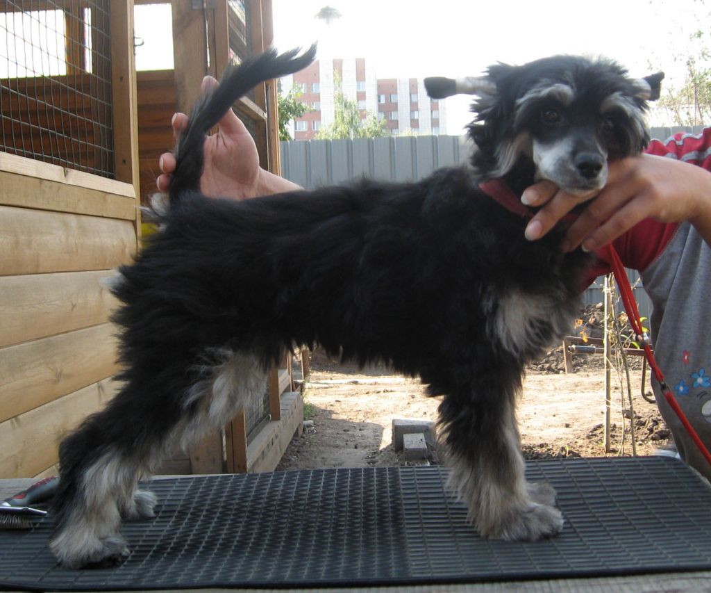 Sharol Shi Cocos Krepki Oreshec