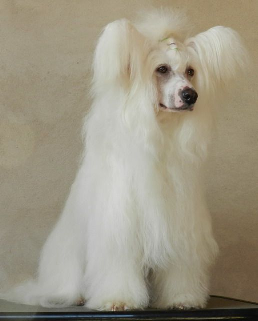 Diadema Vostoka Vafo