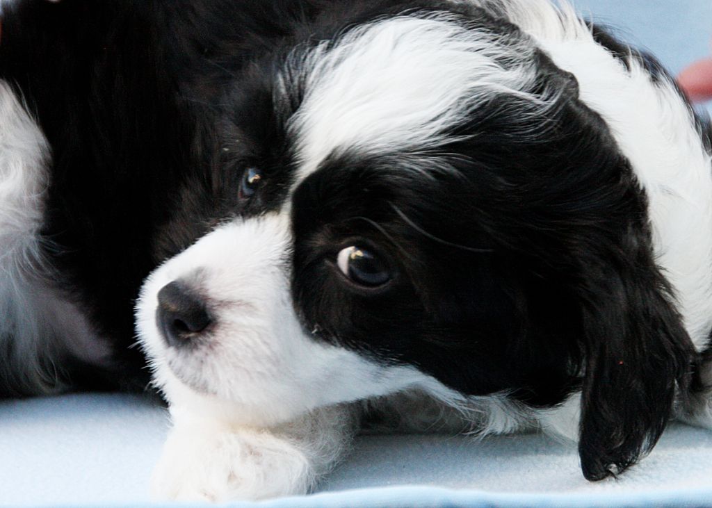 Gremlinto Apolona Shining Star