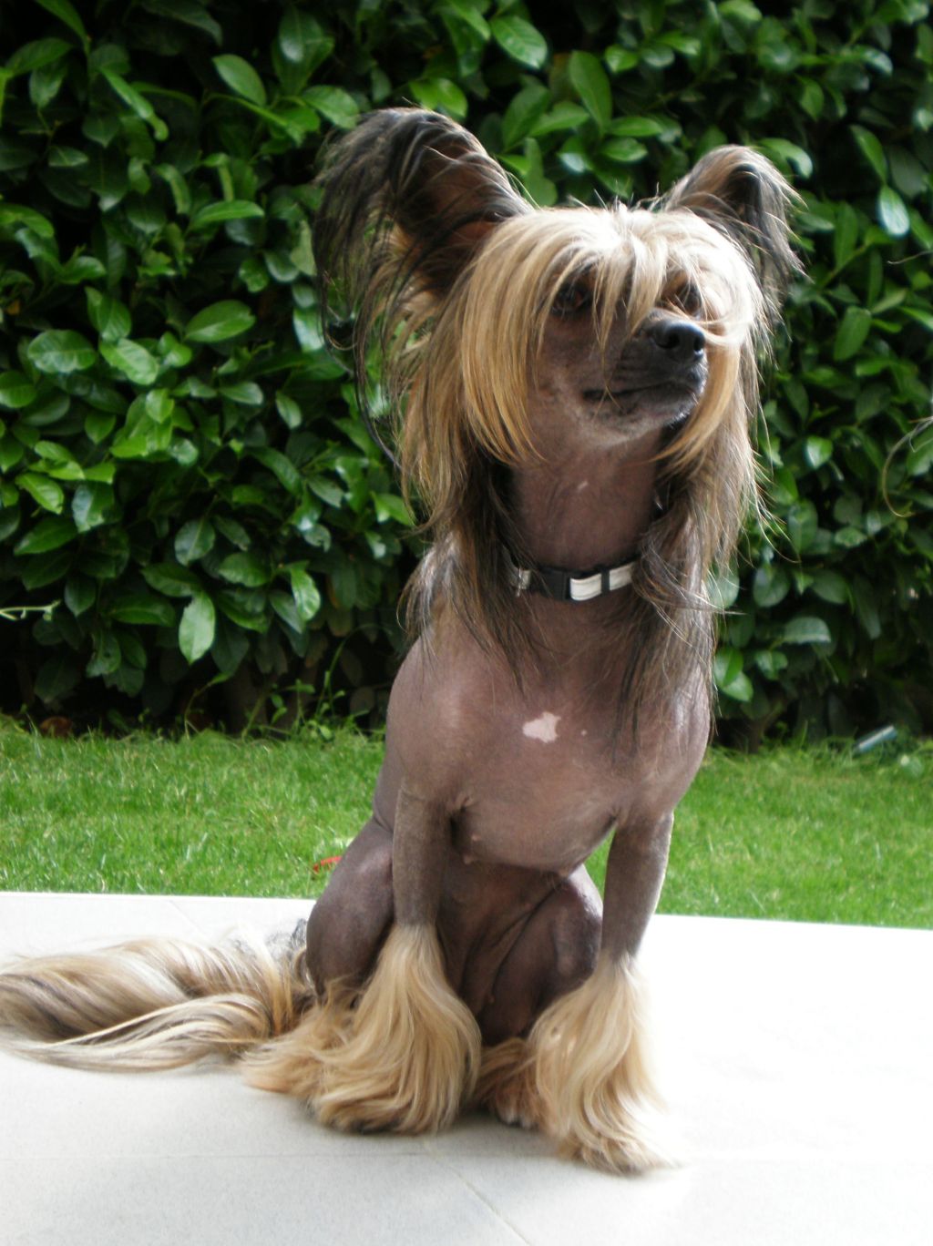 Gremlinto Aurora Shining Star